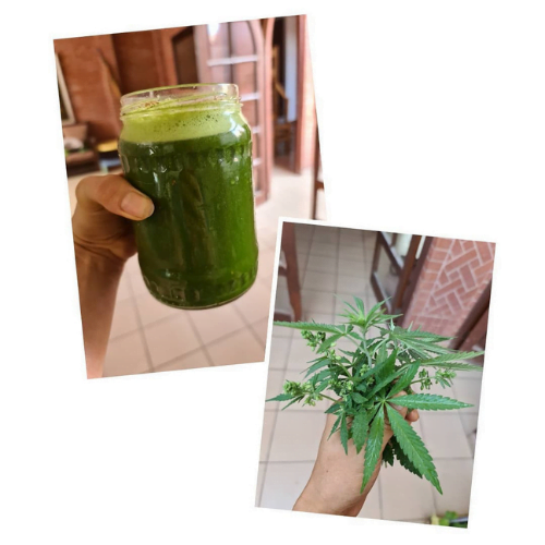 You are currently viewing How to Prepare Cannabis Juice and Fun Ways to Consume It